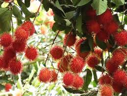 ការបង្កបង្កើនផលបៃតង